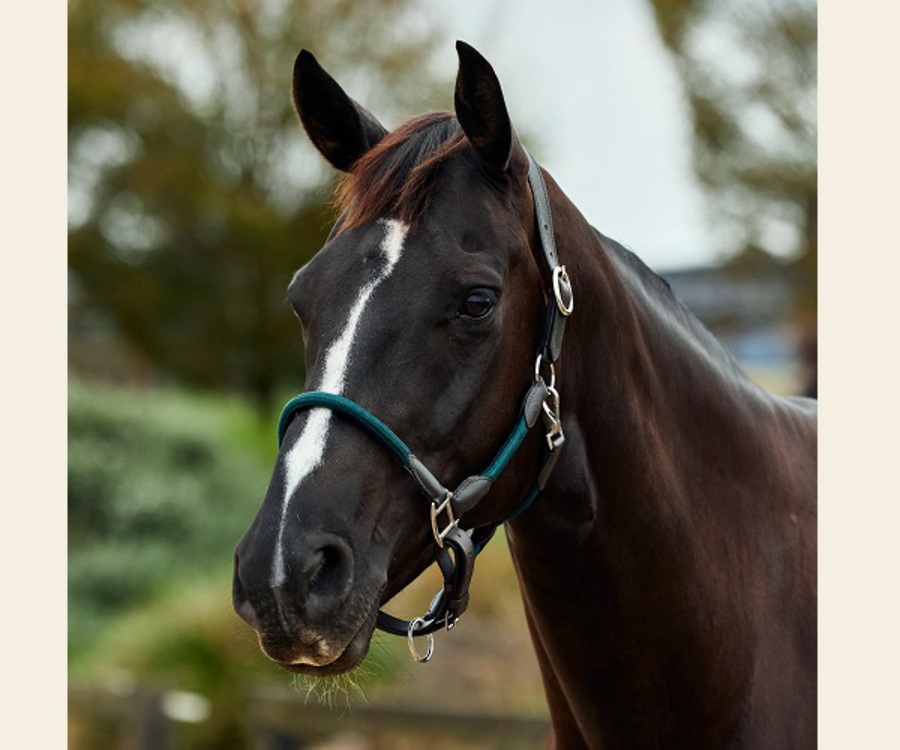 Dublin Leather Rope Headcollar image 1
