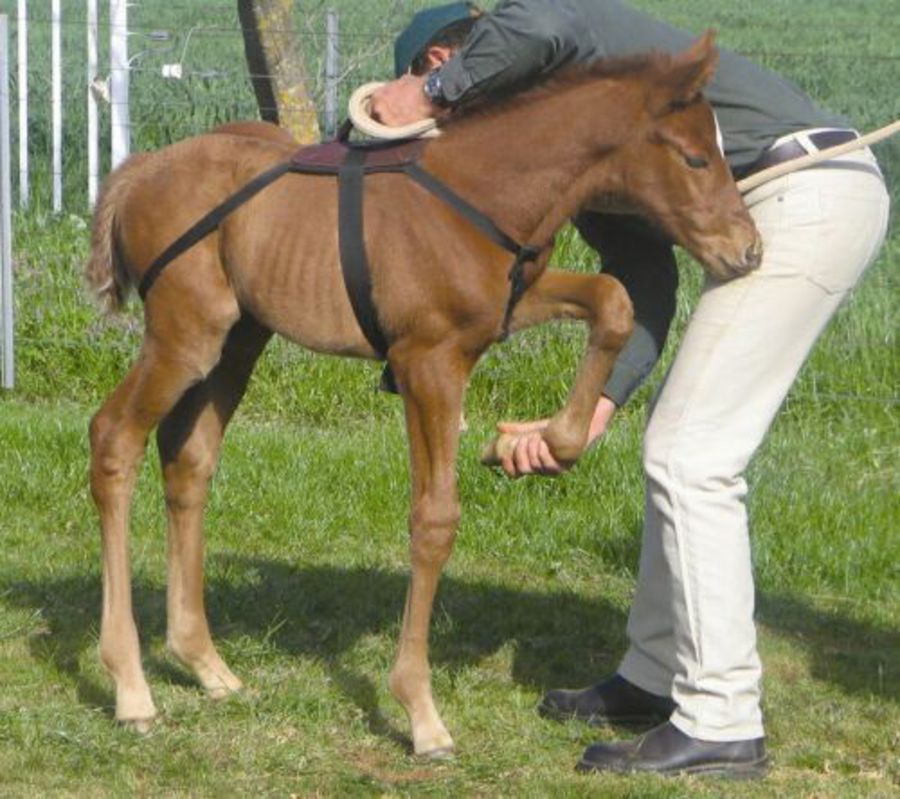 Control-A-Foal image 0