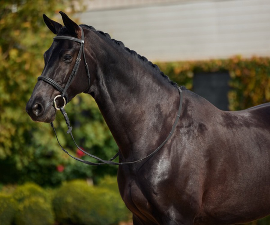 Dublin Padded Cavesson Bridle image 0