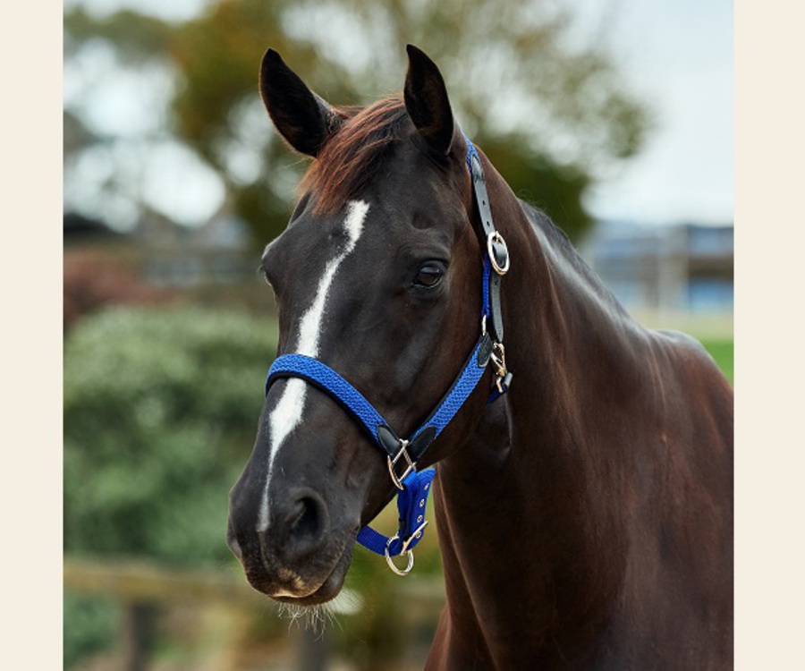 Dublin Braided Leather Headcollar image 5