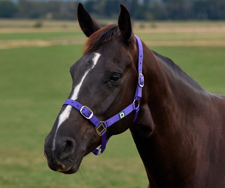 Dublin Everyday Foal Headcollar image 3