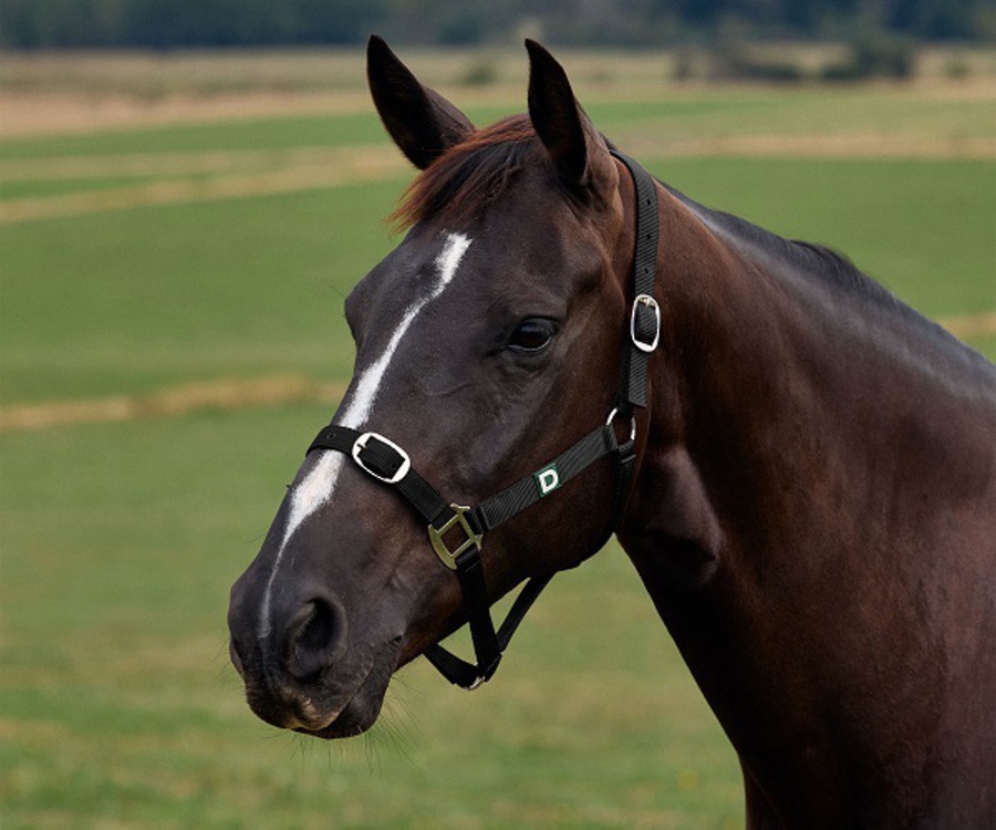 Dublin Everyday Headcollar image 1