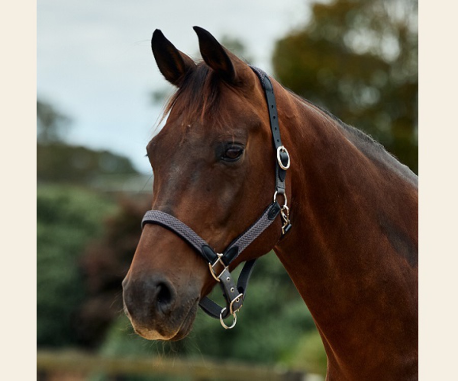Dublin Braided Leather Headcollar image 6