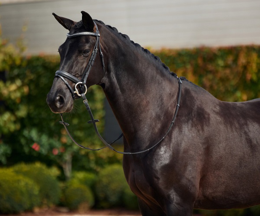 Dublin Crystal Flash Bridle image 0