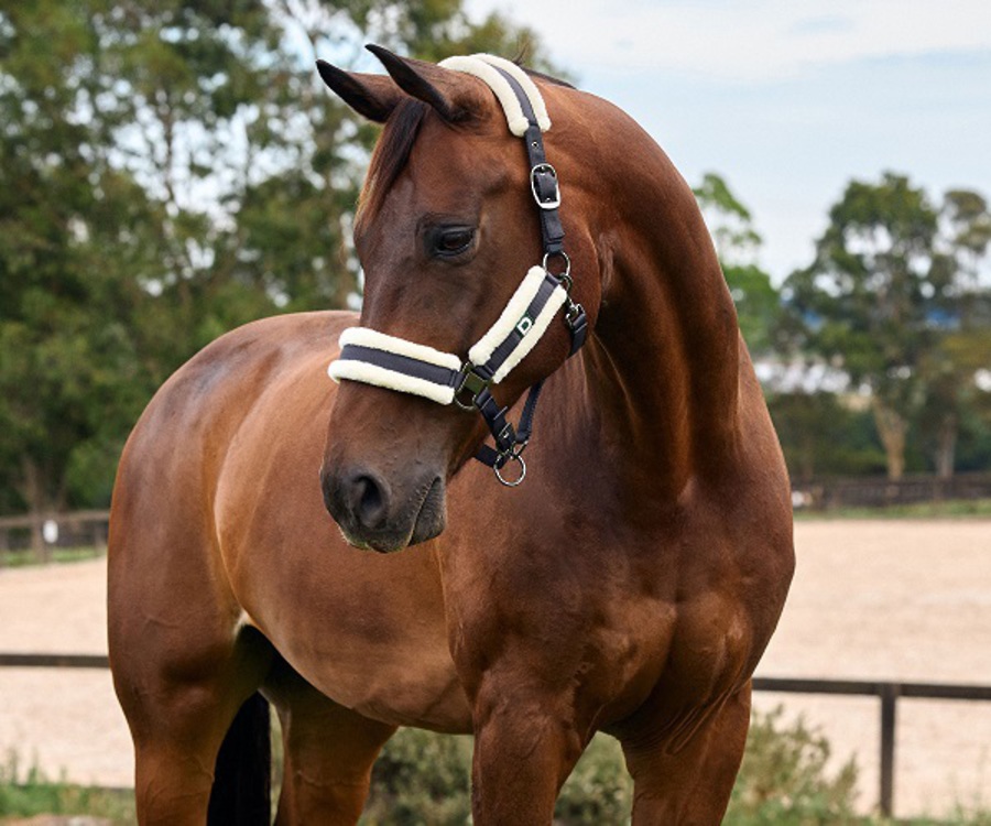 Dublin Soft Fit Headcollar image 0