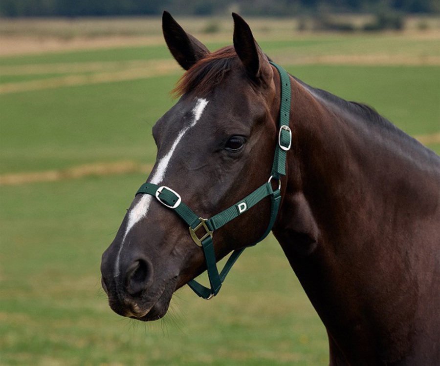 Dublin Everyday Headcollar image 5
