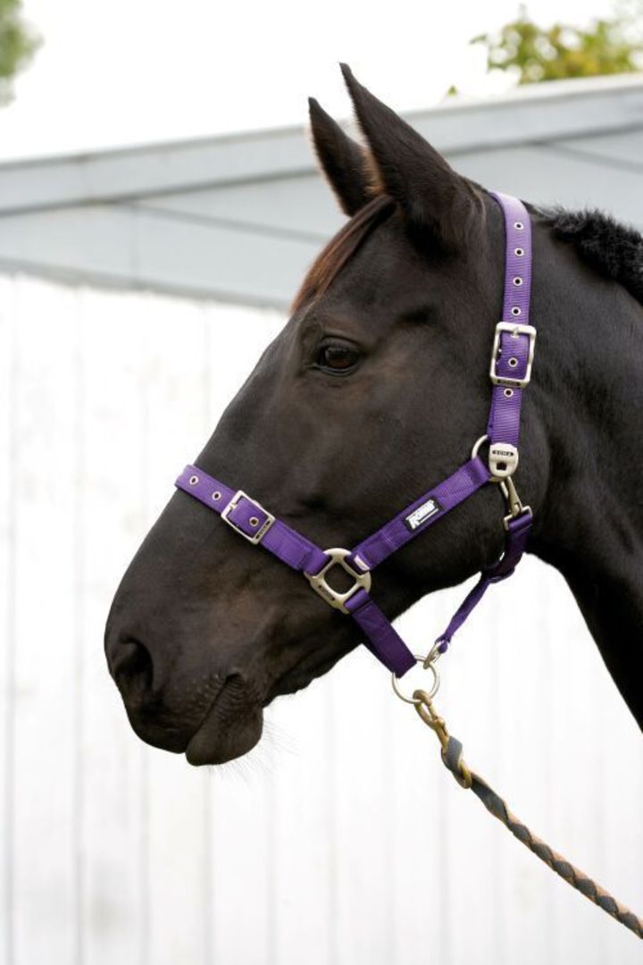 Roma Continental Halter image 0