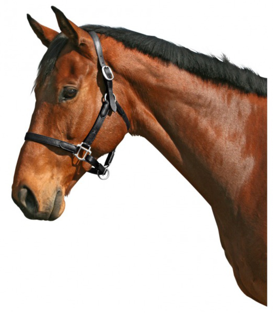 Cavallino Show Halter image 0