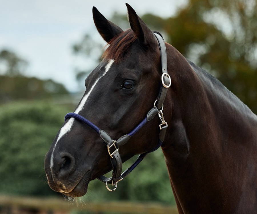 Dublin Leather Rope Headcollar image 2