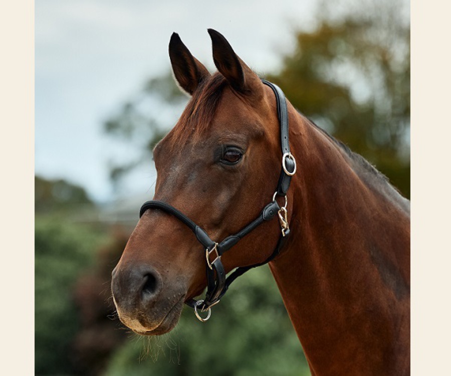 Dublin Leather Rope Headcollar image 4