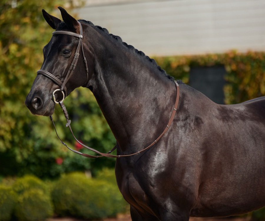 Dublin Padded Cavesson Bridle image 2