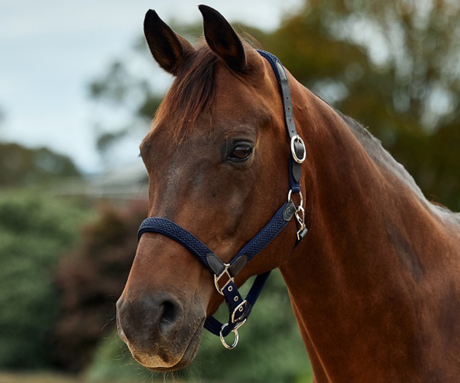 Dublin Braided Leather Headcollar image 3