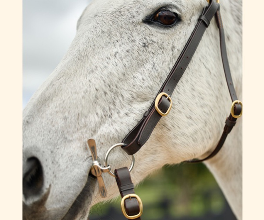 Dublin Brass Barcoo Bridle image 2