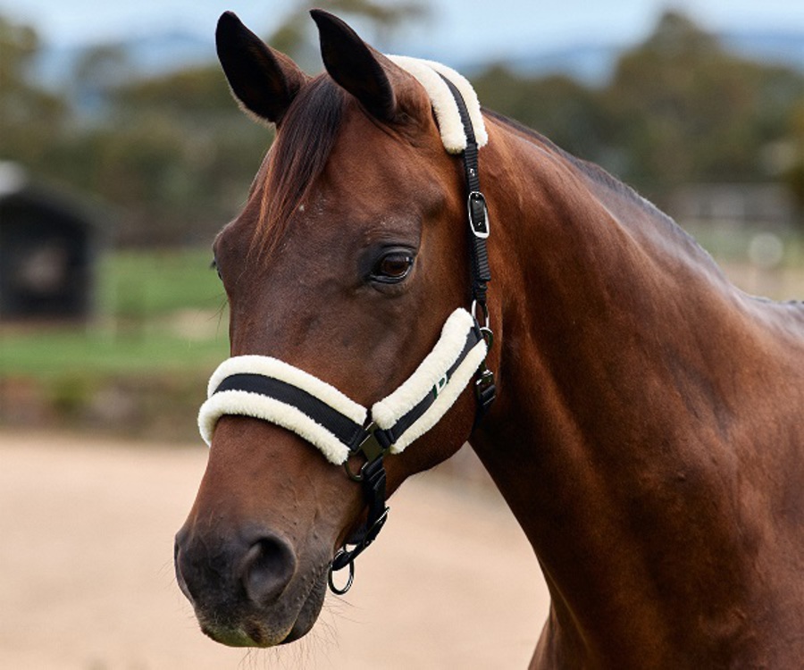 Dublin Soft Fit Headcollar image 1