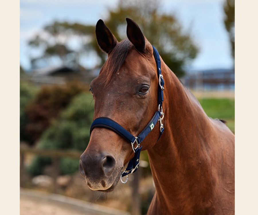 Dublin Neo Comfort Headcollar image 2