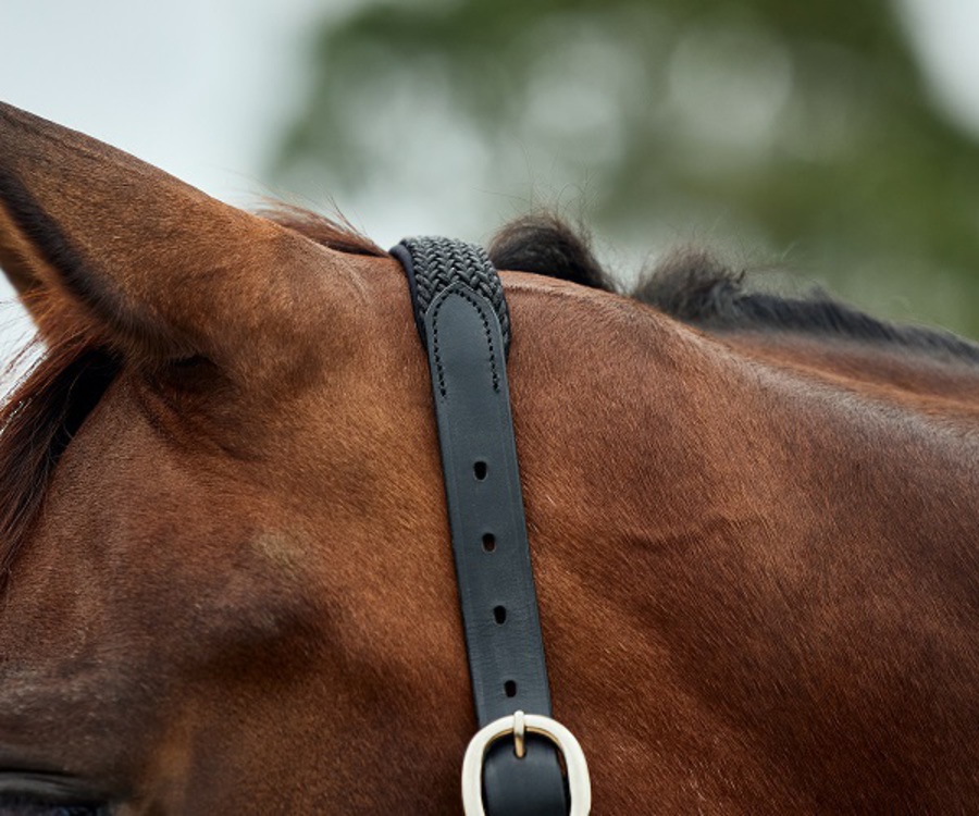 Dublin Braided Leather Headcollar image 9