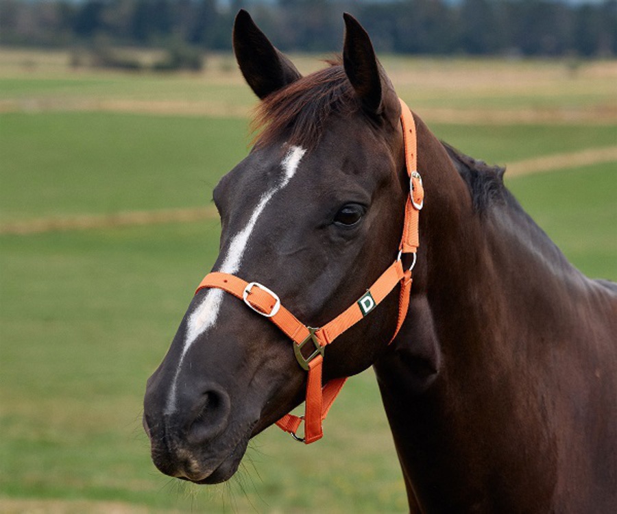 Dublin Everyday Headcollar image 6