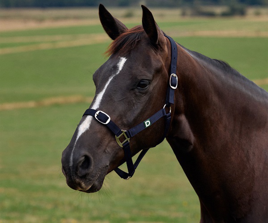 Dublin Everyday Headcollar image 0