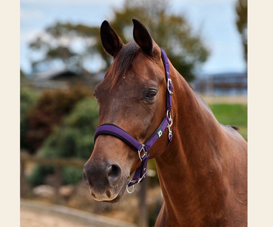 Dublin Neo Comfort Headcollar image 4
