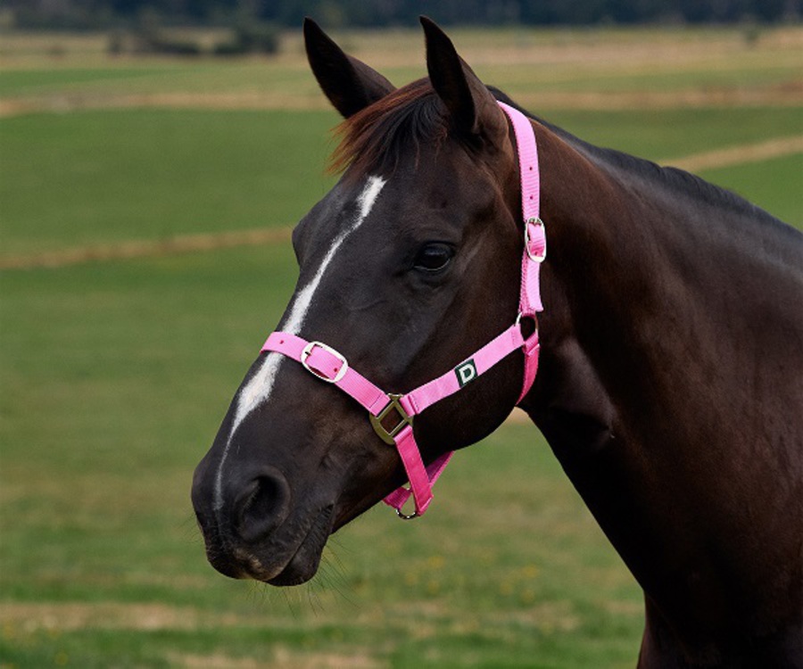Dublin Everyday Foal Headcollar image 2