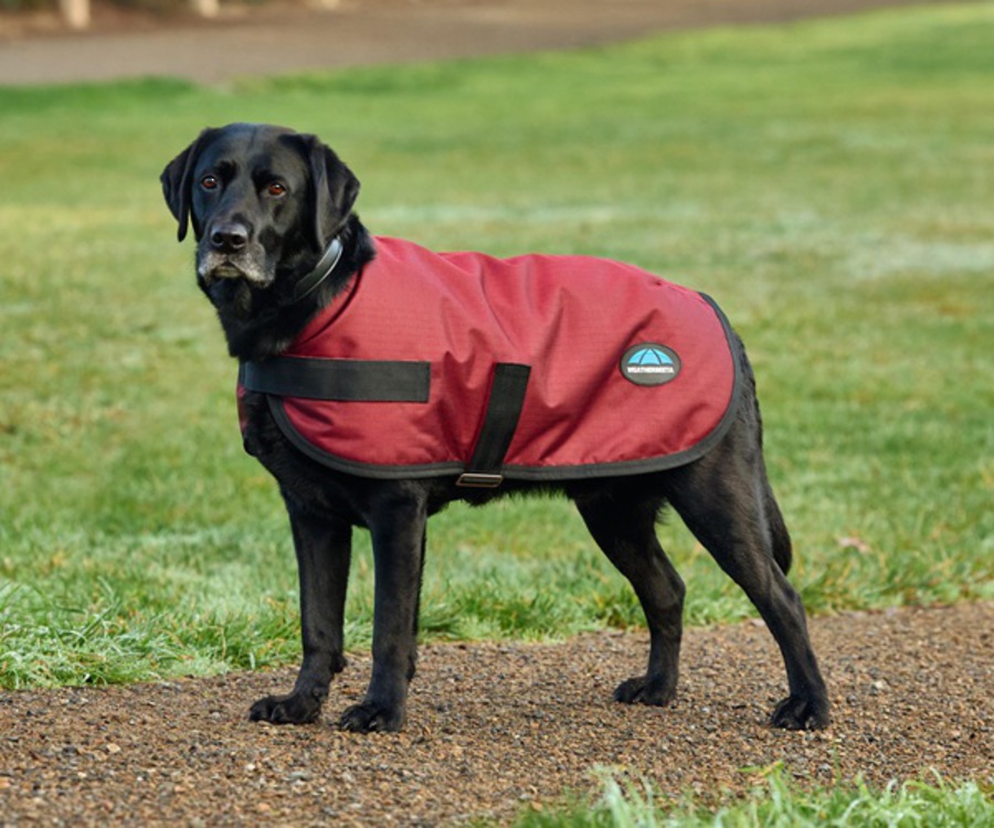 Weatherbeeta Comfitec Classic Waterproof Dog Coat image 1