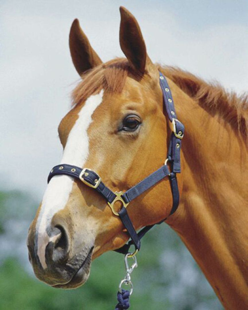 Roma Padded Jersey Halter image 0