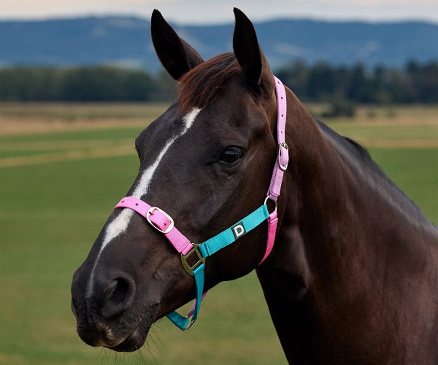 Dublin Everyday Headcollar image 2