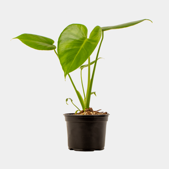 where to buy peace lily plant Peace Lily for Sale