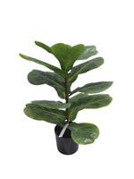 Fiddle Leaf Plant Potted 56cm