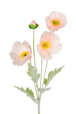 Iceland Poppy Spray 62cm Blush END JULY