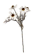 Echinacea Spray White