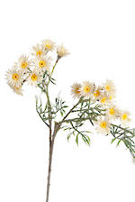 Daisy Spray Cream 89cm