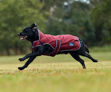 Weatherbeeta Comfitec Premier Deluxe Waterproof Dog Coat