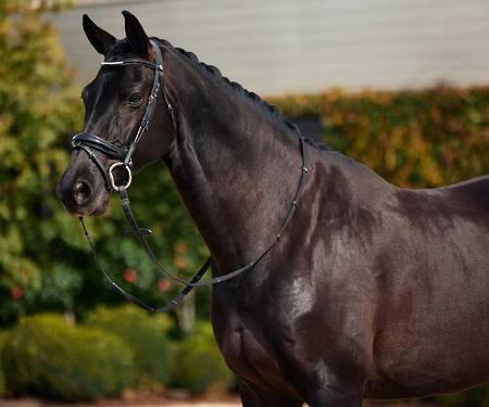 Dublin Padded Patent Flash Bridle