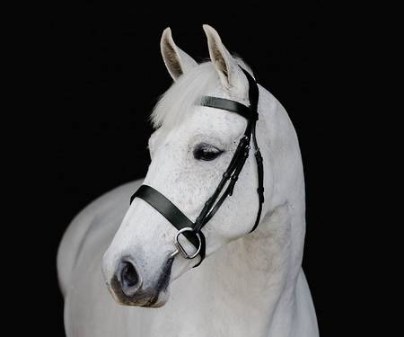 Platinum Signature Show Hunter Bridle