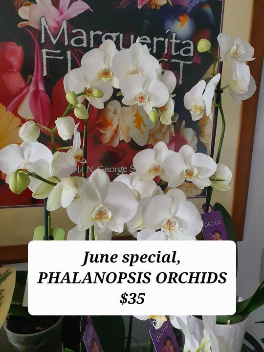 Junes Plant Special