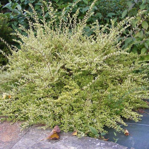 Budget Plants - M.T.C. Perennials Ltd