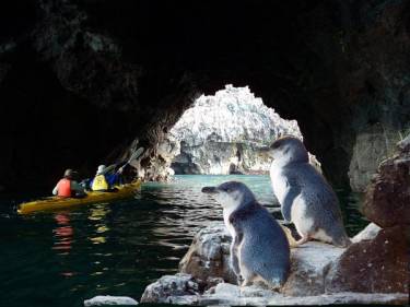 Pohatu Penguins - Pohatu Plunge