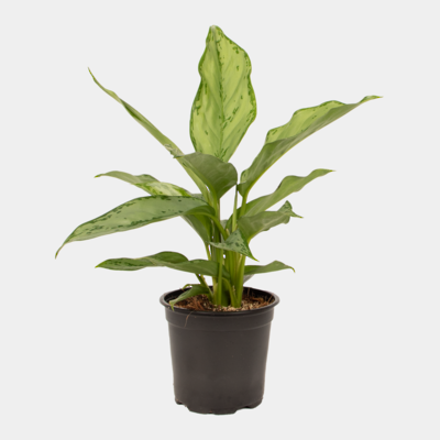 Aglaonema Silver Queen 12cm Pot Plant