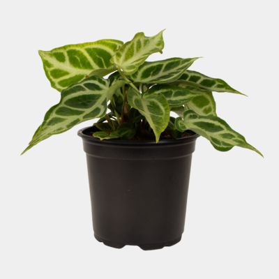 Anthurium Crystallinum 12cm Pot Plant