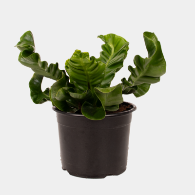 Asplenium Nidus Cobra 14cm Pot Plant