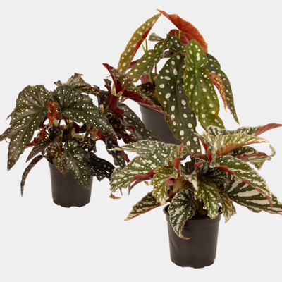 13x Begonia Mixed Box 12cm