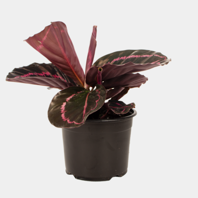 Calathea Dottie 14cm Pot Plant