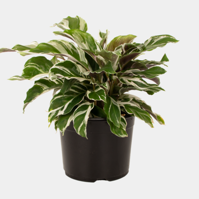 Calathea Fusion White 14cm Pot Plant