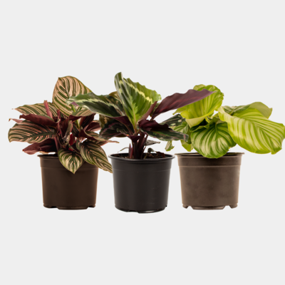 14cm Mixed Box