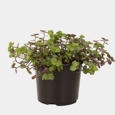 Callisia Bubbles 14cm Pot Plant