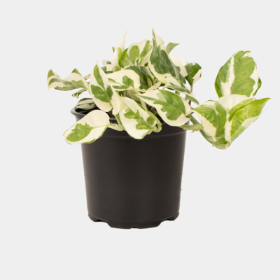 Epipremnum N'joy 12cm Pot Plant