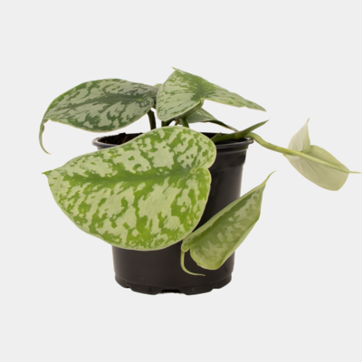 Epipremnum Trebie 12cm Pot Plant