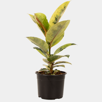 Ficus Shivereana 14cm Pot Plant