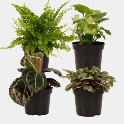 Assorted Plants 9.5cm Pot Plant